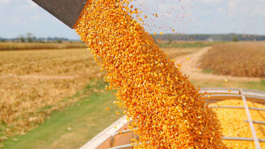 Destacan las óptimas condiciones para el maíz y la soja bonaerense