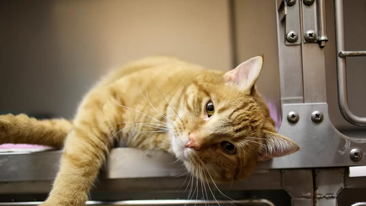 Cómo identificar si tu gato tiene problemas renales