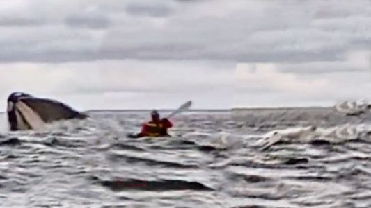 Increíble video: grabó como una ballena se tragó a su hijo en el estrecho de Magallanes