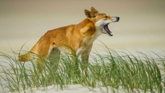 Perros salvajes en las playas: alerta máxima tras la muerte de una joven de 19 años