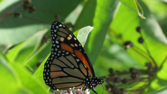 Toyota y su ecosistema para el efecto mariposa