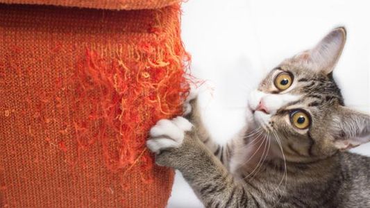 Gatos: seis trucos para evitar que arañen sillones, muebles y cortinas