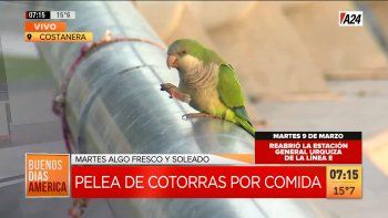 A metros de Aeroparque, así se peleaba una bandada de cotorras en la Costanera. (Captura de Tv) A metros de Aeroparque, así se peleaba una bandada de cotorras en la Costanera. (Captura de Tv)