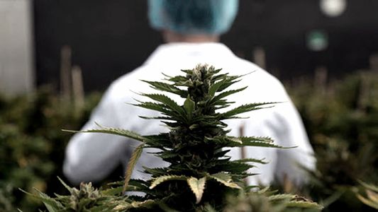 Corrientes, otra provincia que se sumó a la producción de cannabis