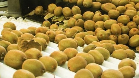 Kiwi: se hizo la primera exportación con Identificación Geográfica a España