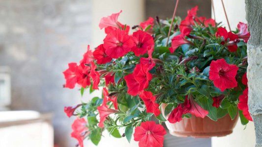 Las plantas colgantes de exterior ideales para tu balcón