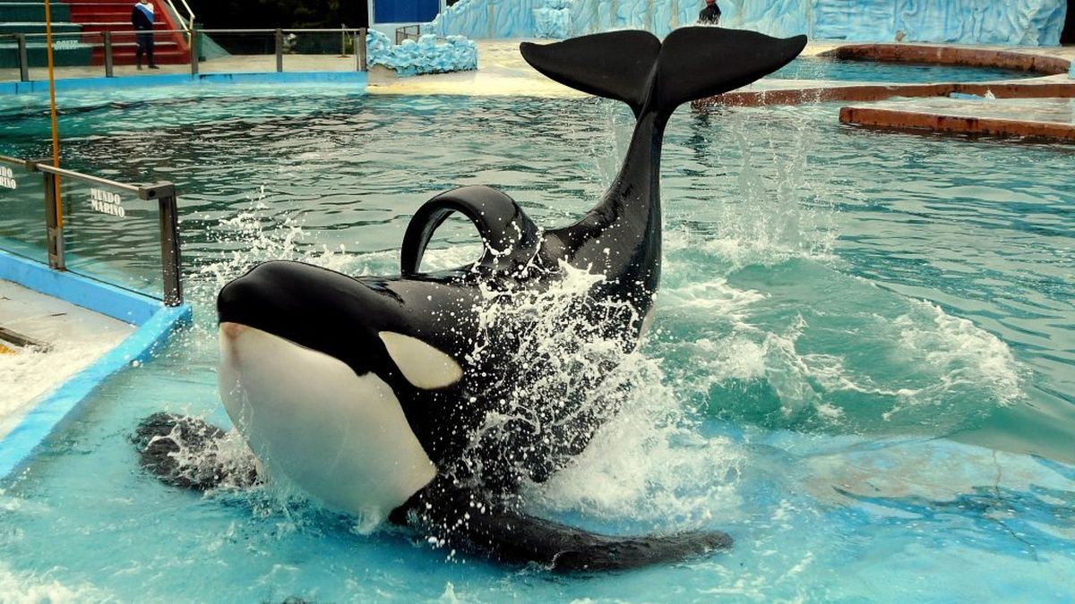 Presentan un proyecto de ley para prohibir espectáculos de animales marinos en cautiverio (Foto: La Capital).
