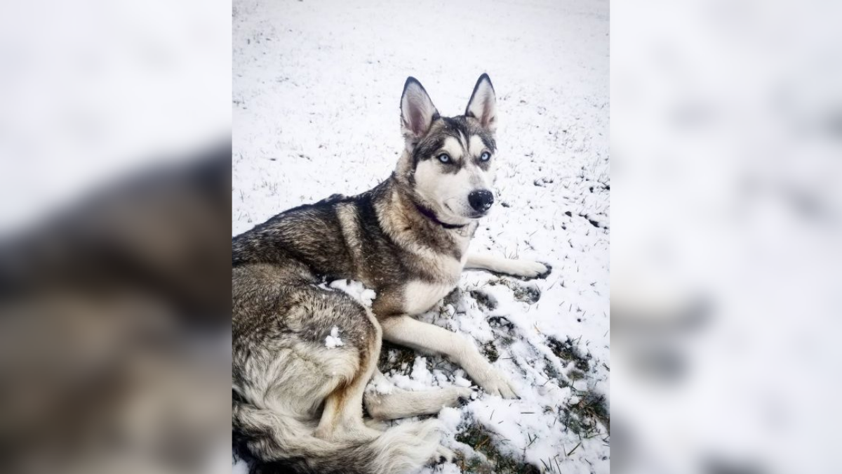 Nala se volvió tendencia ya que muchos usuarios que vieron el video se sintieron identificados porque lo mismo les ocurre con sus mascotas.