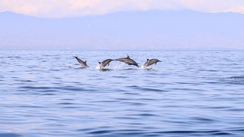 Faltaban todavía unos dos kilómetros cuando se sintió desvanecerse, pero para su sorpresa apareció una ayuda inesperada: los delfines. Así es, los animales comenzaron a nadar en círculos, de manera que los rescatistas pudieron localizar a Ruairí. Faltaban todavía unos dos kilómetros cuando se sintió desvanecerse, pero para su sorpresa apareció una ayuda inesperada: los delfines. Así es, los animales comenzaron a nadar en círculos, de manera que los rescatistas pudieron localizar a Ruairí.