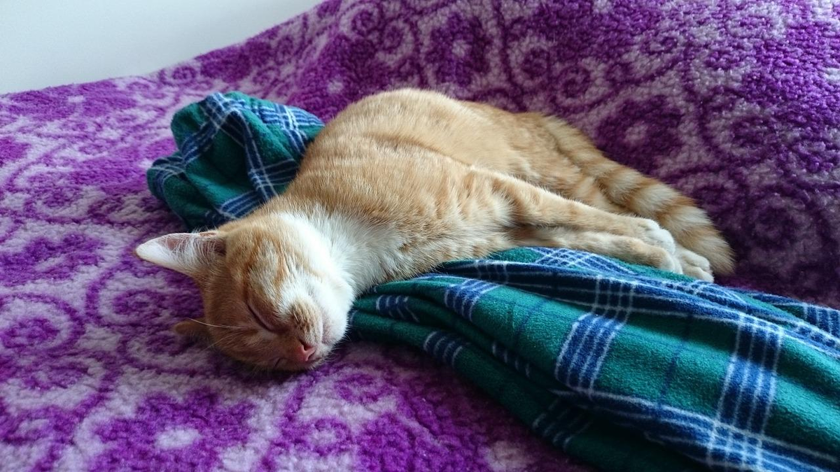 Qué significa que tu gato duerma todos los días a los pies de la cama