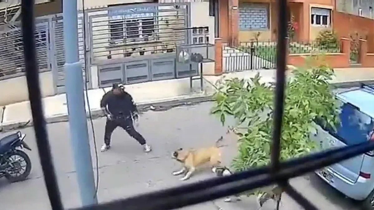 El momento que dos perras evitan un robo a mano armada en José León Suárez. (Foto: Captura Video)&nbsp;