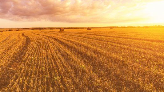 Qué es el biz hacking y cómo lo aplica el agro argentino en tiempos de crisis