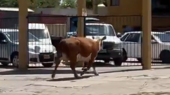 Insólito video: una vaca se fugó del matadero y la atraparon paseando por las calles de Temperley