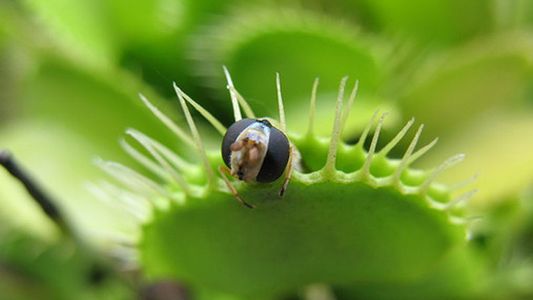 Las plantas carnívoras realizan cuentas matemáticas para cazar a sus presas