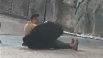 Video: un oso atacó a su cuidador en un parque frente a los horrorizados espectadores
