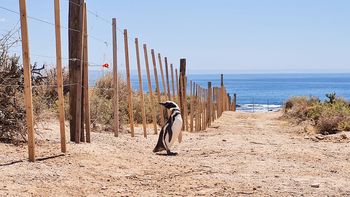 Masacre de pingüinos: la condena histórica al empresario que arrasó nidos con una topadora