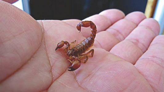 Temporada de alacranes: ¿cómo evitarlos y qué hacer frente a una picadura?