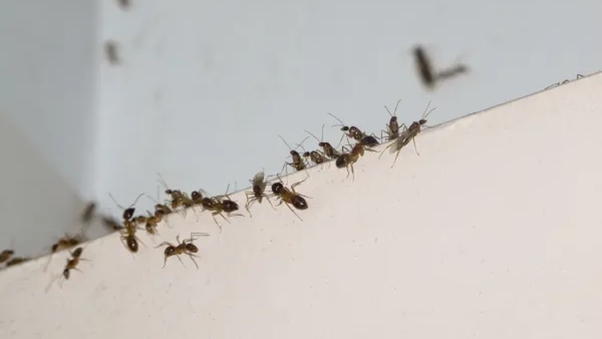 Hormigas coloradas chiquitas en la cocina, ba&ntilde;o y casa: c&oacute;mo matarlas y combatirlas remedios caseros