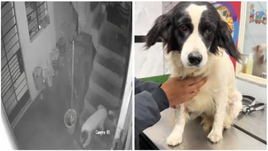 Arrojaron dinamita a la casa de un periodista y la heroica reacción de su perrita lo cambió todo