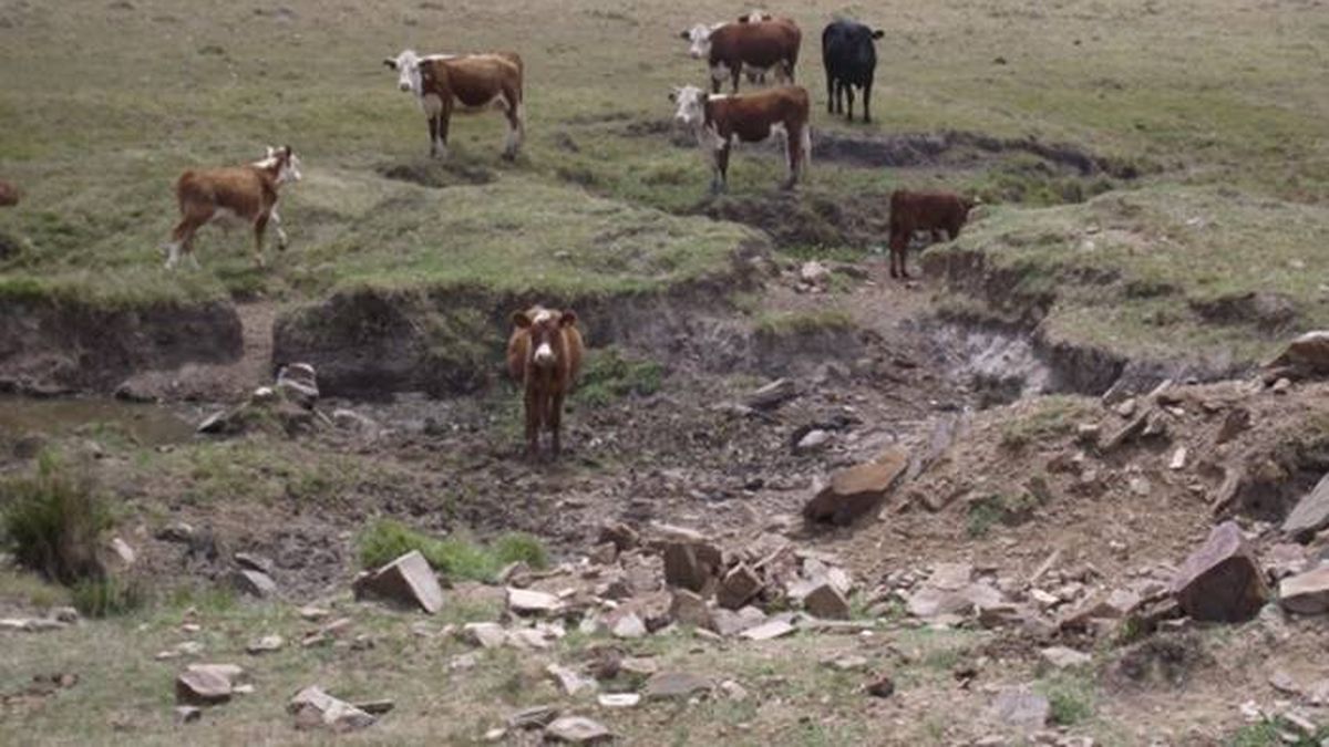 La sequía deja a los cultivos y a la ganadería sin alimento. 