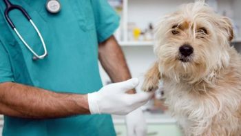 La historia de la PYME que hace medicamentos oncológicos para mascotas