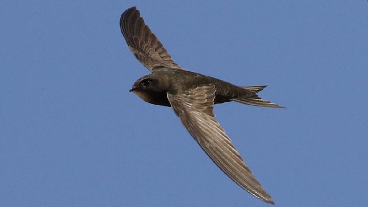 Increíble: un pájaro aprendió a cantar la melodía de La Pantera Rosa