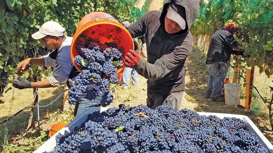 La producción de uva tiene en la actualidad un 20% de destino para mosto. 