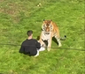 Horror en el zoológico: un hombre entró al recinto de un tigre y murió atacado por el animal