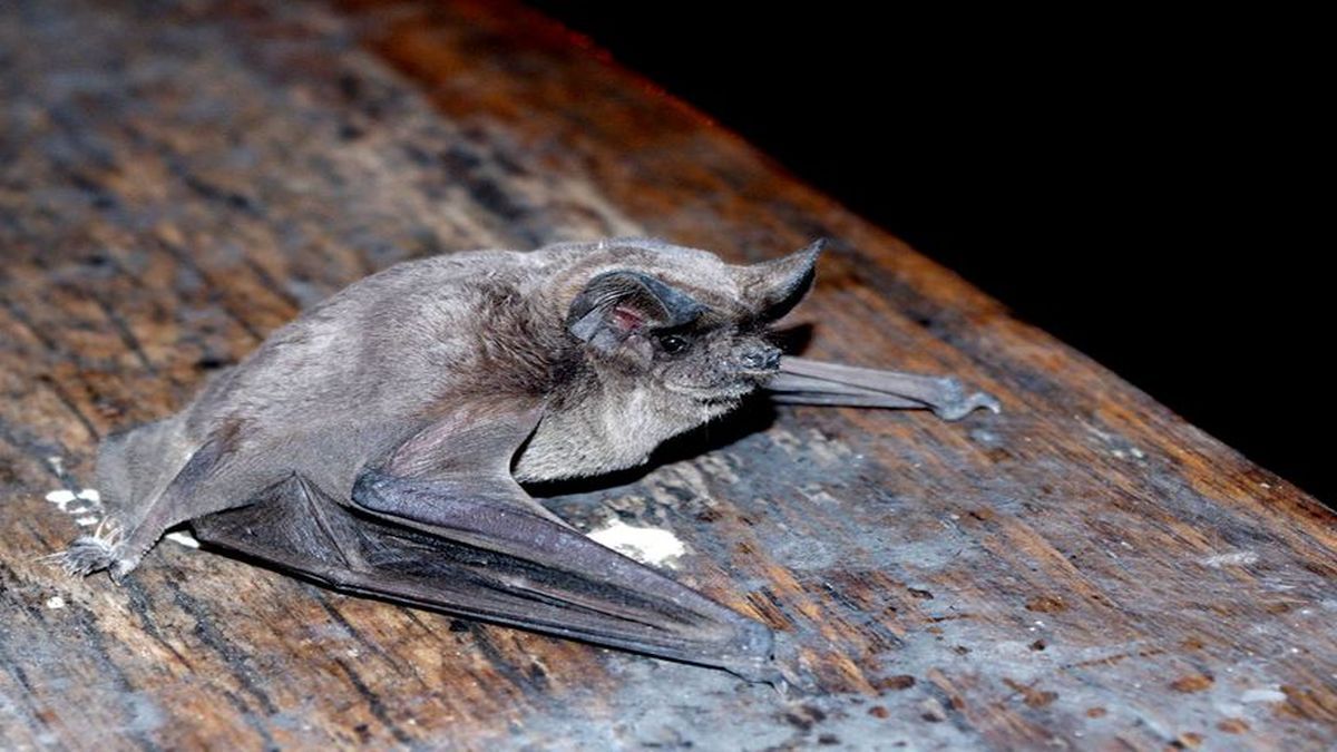 El murciélago de cola larga (Chalinolobus tuberculatus) o pekapeka-tou-roa (en idioma maorí)