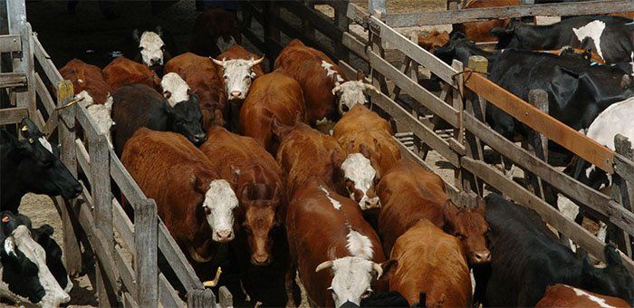 Fuertes caídas semanales del precio de la hacienda en el mercado de Liniers