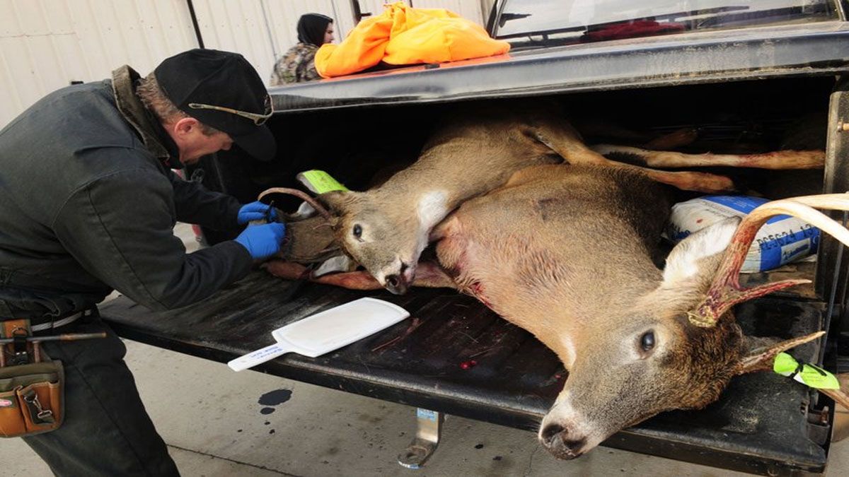 La enfermedad del ciervo zombie se puede contagiar por las heces, la orina, la saliva y hasta el consumo de carne de animales enfermos. (Foto: Gentileza Univisión)