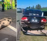 Un cerdo provocó un insólito choque múltiple en la autopista Buenos Aires-La Plata