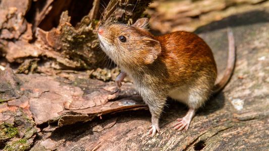 Alerta por nuevos casos y muertes por hantavirus: cómo se contagia y qué hacer para prevenir la enfermedad