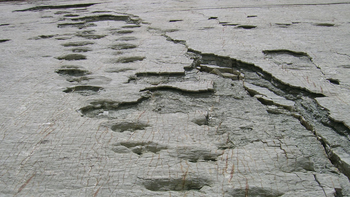 En 1988 un científico halló huellas de dinosaurio en un delta aislado del mundo, volvió 34 años más tarde y descubrió la pura verdad