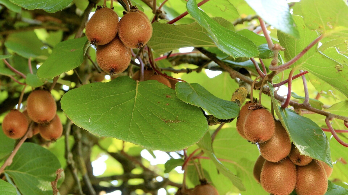 Oro verde: la fruta que produce m&aacute;s col&aacute;geno y ayuda a bajar de peso