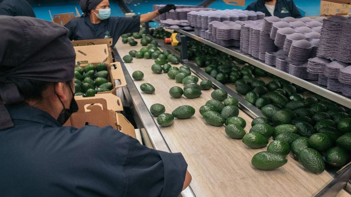 La palta