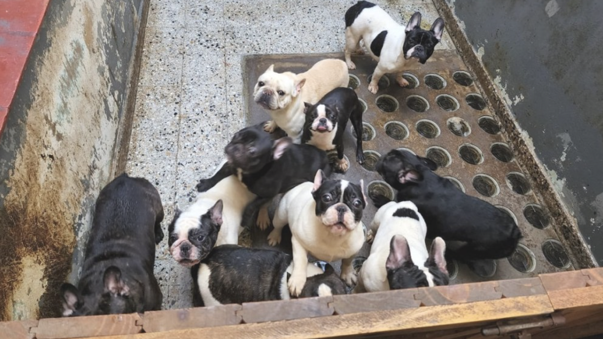 26 perros fueron rescatados de un departamento en Villa Crespo.