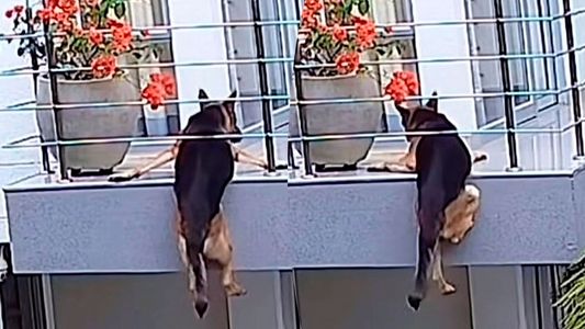 Pánico en las redes: el video del perro que se cae de un balcón que puso a todos los pelos de punta
