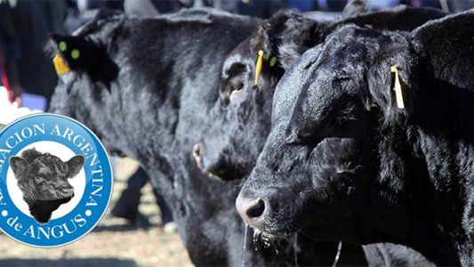 Comienza el ciclo de charlas virtuales Angus