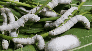 Los secretos del gusano mutante que creó la China