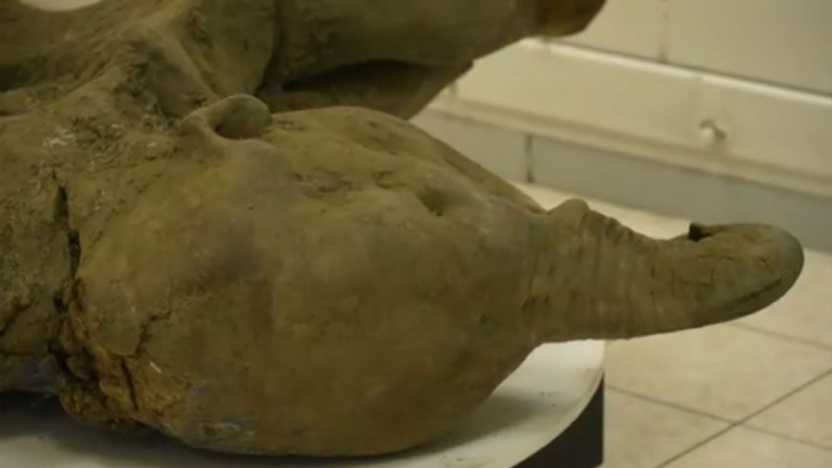 Parece un elefantito dormido, pero es la cabeza de una cr&iacute;a de mamut en excelente estado de conservaci&oacute;n (Foto: captura de TV).