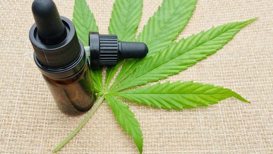 Argentina ya busca mercados en Europa para la inminente industria nacional del cannabis