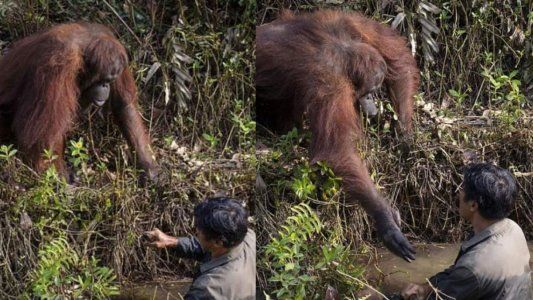 Conmovedor gesto: un orangután intentó ayudar a un hombre pensando que estaba atrapado