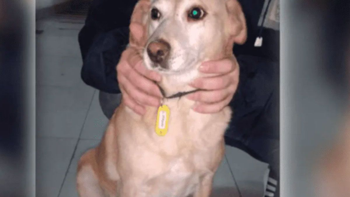 La perrita que apareció en la casa velatoria.
