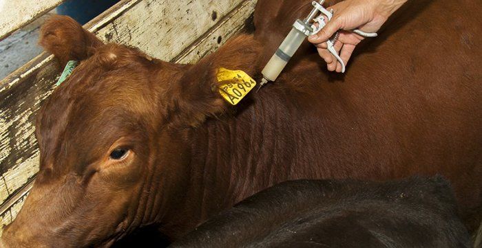 Laboratorio local firma contrato con el USDA para abastecerlo de la vacuna antiaftosa