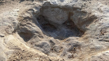 Dinosaurios en Río Negro: científicos argentinos descubrieron huellas de 95 millones de años