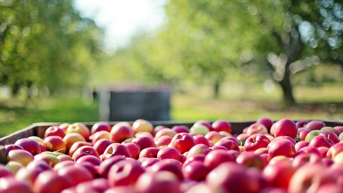 Los trabajadores de la cosecha de manzanas y peras aguardan por definiciones. 