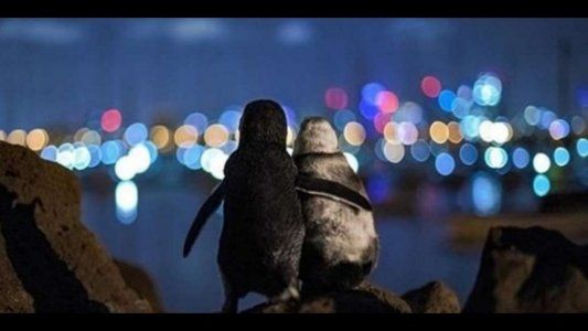 El video que conmueve al mundo: una pingüino y un pingüino viudos se dan consuelo ante la muerte de sus parejas