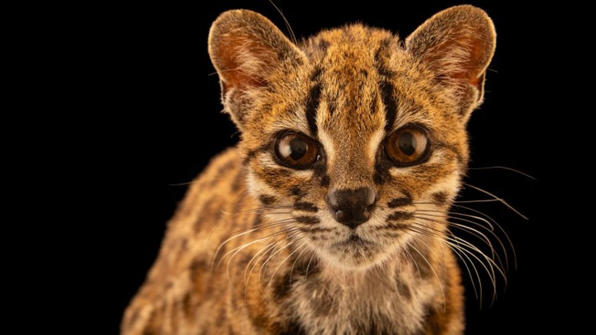 Un análisis genético identificó en los Yungas de Bolivia una especie de felino silvestre desconocida hasta ahora. (Foto: National Geographic)