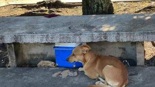 6 perros muertos y el terror de los vecinos por el envenenador